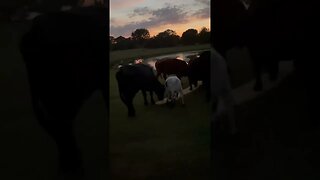 Cows evening treat! #cow #cowvideos #cattle #cattlefarm #cowfarm #snack #shorts