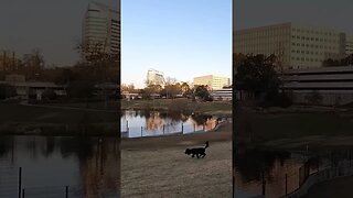 Happy Dog Catches Tennis Ball #shorts