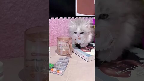 SO CUTE CAT! drink😽🐱 water || -36 #shorts #shortsfeed #youtubepets