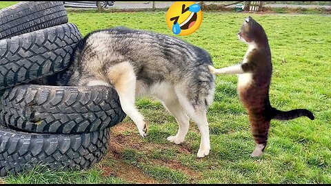 Funny Animal Videos 2024 Best Dogs And Cats Videos 😺😍