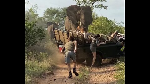 Terrifying Encounters: 30 Shocking Safari Mishaps in Africa Caught on Camera