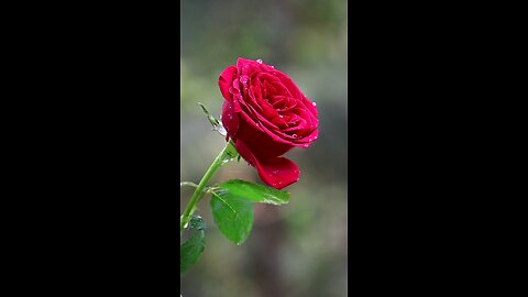 Rose 🌹 Very Beautiful flowers