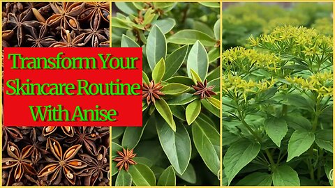 Transform Your Skincare Routine With Anise: Experience The Difference