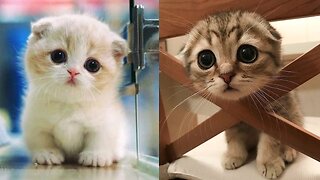 Baby cats - Cute and Funny Cat Video Compilation #2