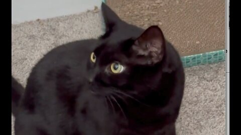 Adopting a Cat from a Shelter Vlog - Cute Precious Piper Inspects the Carpet By Her Tuffet #shorts