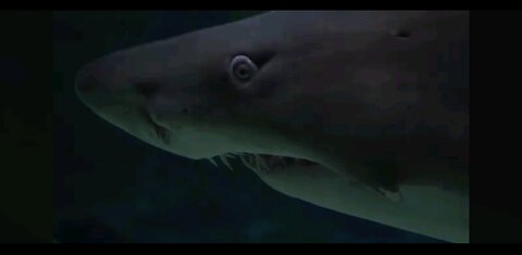 latest shark seen in water