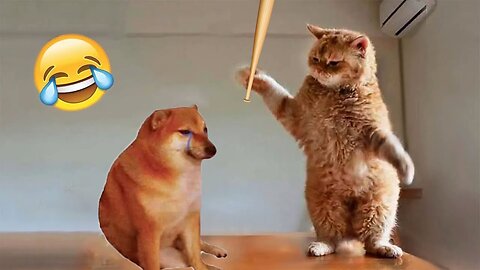 Funniest Animals 2023 😂 Funniest Cats and Dogs 😺🐶part5