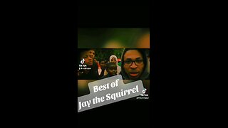 Best of Jay the Squirrel