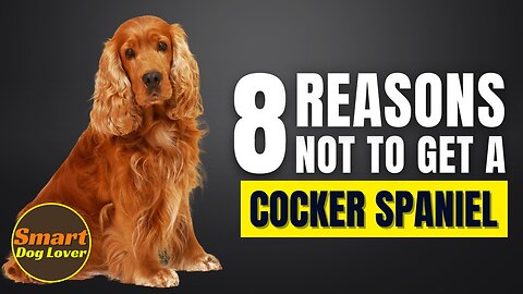8 Reasons Why You Should Not Get a Cocker Spaniel | Dog Training Program