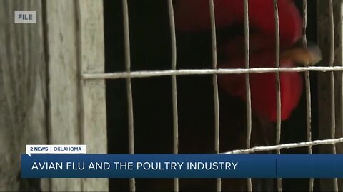 Animal rights groups say cockfighting contributes to avian flu outbreak