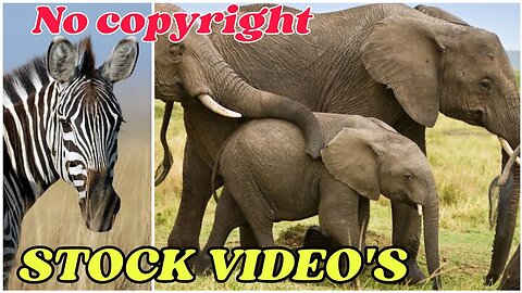 free stock videos -- no copyright videos -- free wild animals video