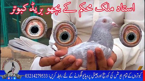 Ustad Malik Mohkam Khokhar's || Dub walay And Bichu Breed Pigeons || Watch In HD Urdu/Hindi