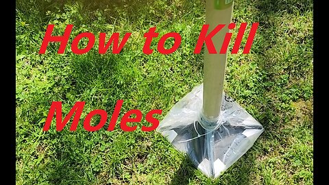 How to Kill Moles - With a Tamper While Leveling Your Lawn ***EASY!!!***