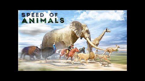 SPEED COMPARISON 3D | Animals 🦌