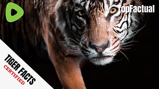 Tiger Facts that will made you fall in love