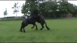 Stallions playing with each other