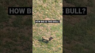 How big is this bull? #elk