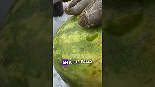 Icicle vs Watermelon! Will icicles stab you?