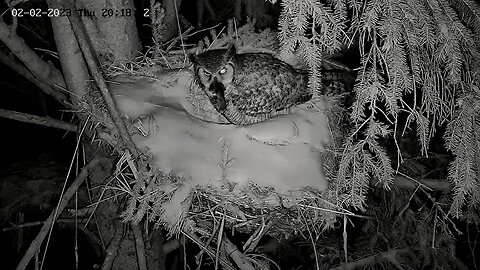 Ellis Farm-Ellie Arrives With a Rodent 🦉 02/02/23 20:17