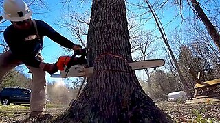 This Big Cherry Just About Got Me, TN Logging