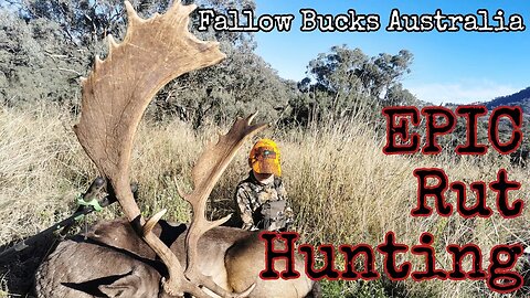 Epic Buck Hunting || Big Stinky Croaking Fallow Bucks || 30-06 Hunting Australia