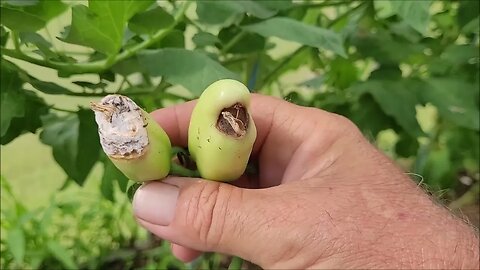 pruning tomatoes in the high Tunnel