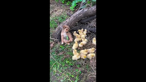 very quiet dog caretaker of baby ducks