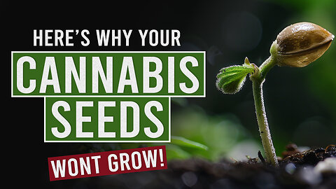 Top Reasons Your Cannabis Seeds Aren't Germinating!