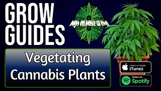 Vegetating Cannabis Plants | Grow Guides Episode 7