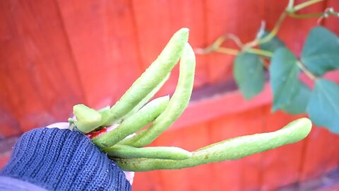 The Bean Savvy Guide : Reusing, Recycling and SAVING Your Green Beans !