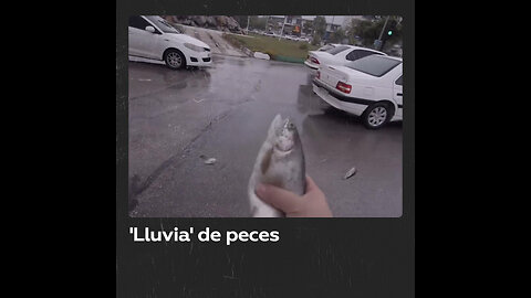 Insólita ‘lluvia’ de peces sobre una ciudad iraní