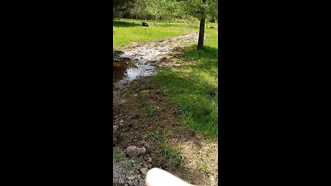 Pond Dig and Road Build!