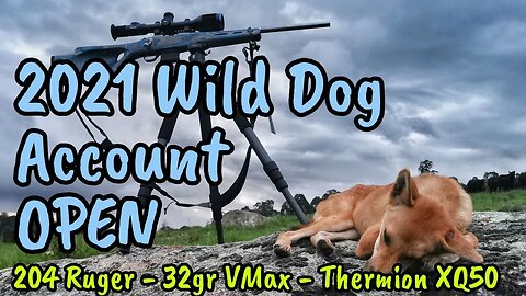 Predator Hunting Wild Dogs in Australia | 204 Ruger | Pulsar Thermion XQ50 Thermal Scope