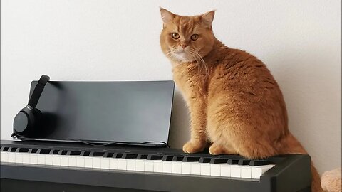 Try Not to LAUGH! 😹 Watch This Cat Prodigy BRILLIANTLY Play the Piano! (Sorta Lol) (#235) #Clips