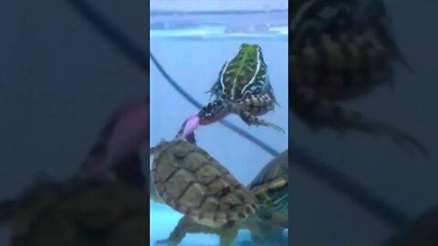 Watch this alligator snapping turtle 🐢 swallow a cane toad whole! #reptiles #turtle