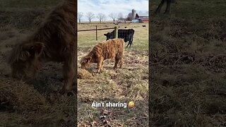 Scottish Highland enjoys his hay #shorts