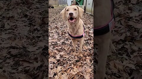 LOOK what mees got! #mommalovesme #prettygirl #chesapeakebayretriever #readyforcamping