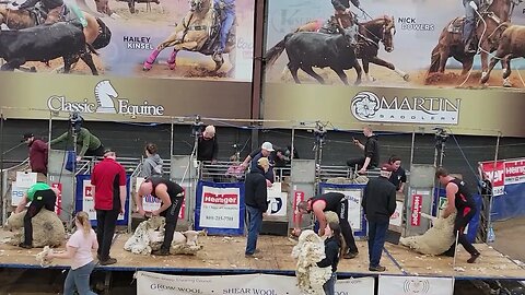 Black Hills Stock Show Rapid City National Sheep Shearing Competitions 2023 Professional Division