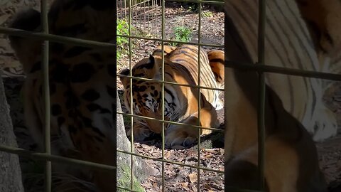 Tiger and his Popsicle