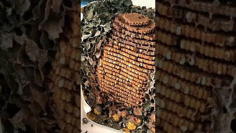 Abrindo uma isca gigante de abelhas Tubuna #Shorts 😲🐝