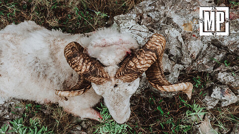 Hunting in Croatia - Dugi Otok Island | Mark V. Peterson Hunting