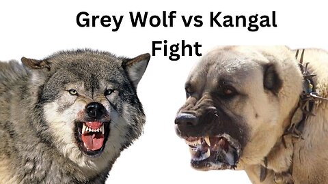 Kangal vs Wolf(Must watch!) - "Unleashed Battle: Kangal vs Wolf - Who Will Emerge as the Ultimate Champion?"