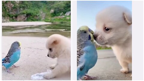 Cute Baby Dog Friend with Bird| friend bird viral videos