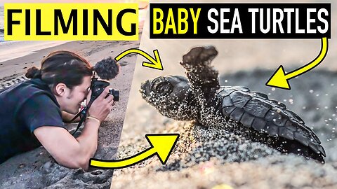 I FILMED BABY SEA TURTLES FOR THE 1st TIME AND...How baby sea turtles go to the ocean ?