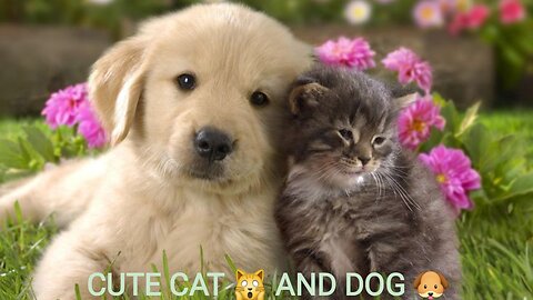 Cute dog and cat