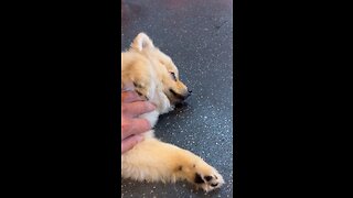 Cute dog gets belly rub