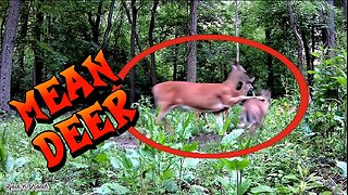 MEAN DEER!