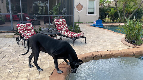 Funny Great Dane Enjoys a Pool Drink & Follows Cat Back To Bed