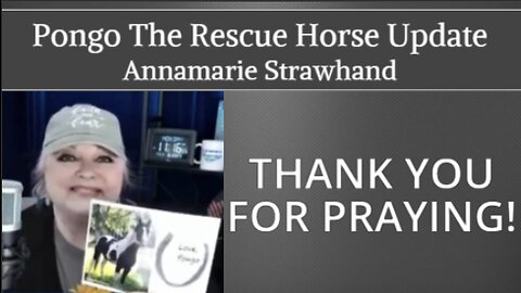 Pongo The Rescue Horse Update: Thank You For Praying!