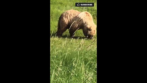 🐻 stops to smell the roses